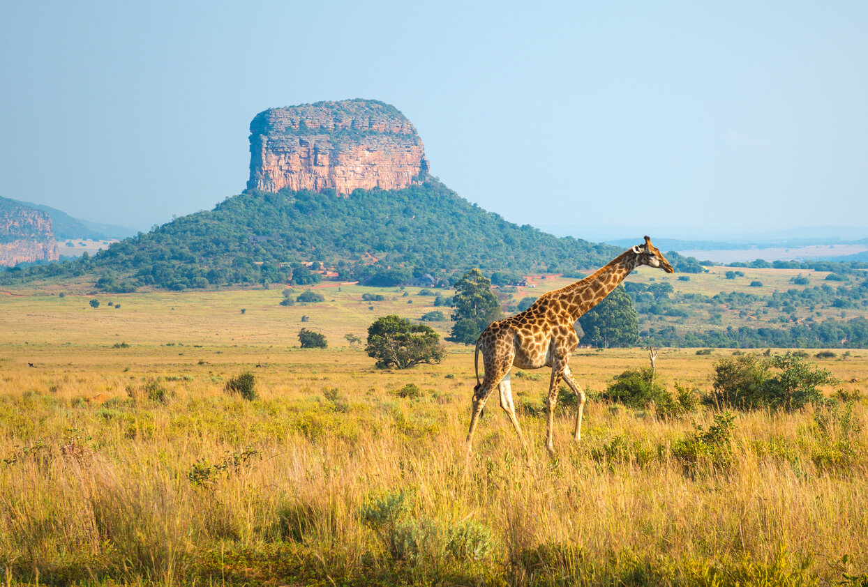 Africa de Sud: Entabeni Safari Wildlife Reserve
