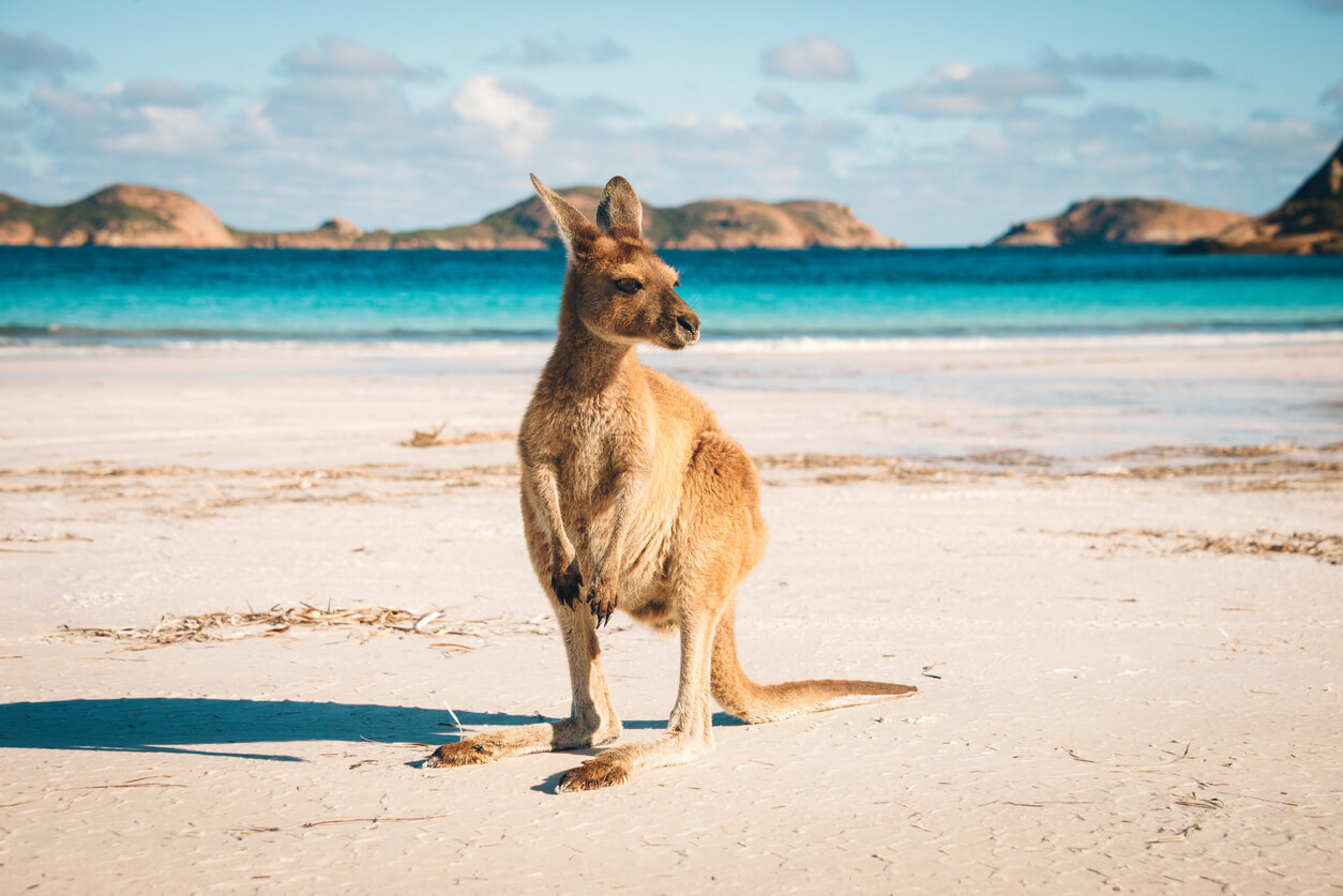 Australia: Un kangourou sur une plage de Lucky Bay dans le parc national de Cape Range Australia: Un kangourou sur une plage de Lucky Bay dans le parc national de Cape Range