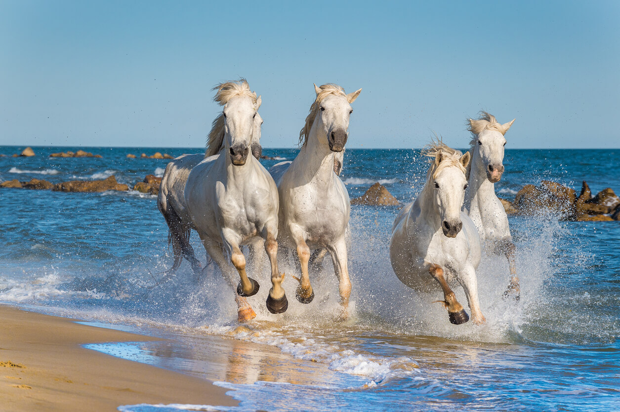Camargue (Camarga): Troupeau de chevaux de Camargue