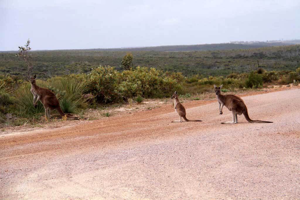 Parcul Național Cape Arid : Parcul Național Cape Arid :