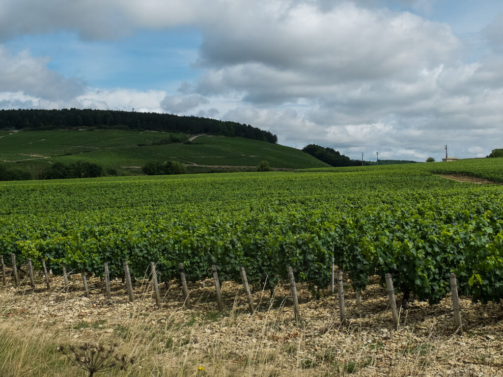 Chablis : 