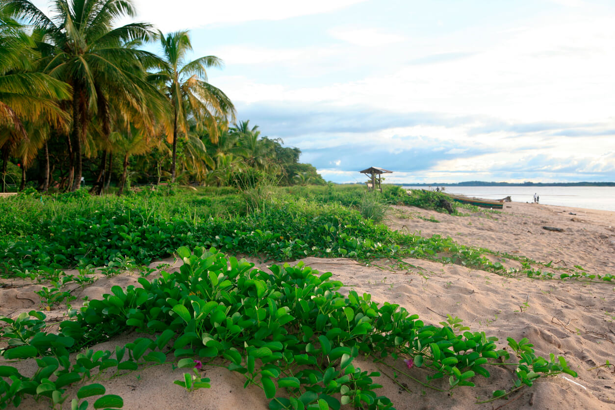 Guiana Franceză: Plage des Hattes à Yalimapo, Guyane française