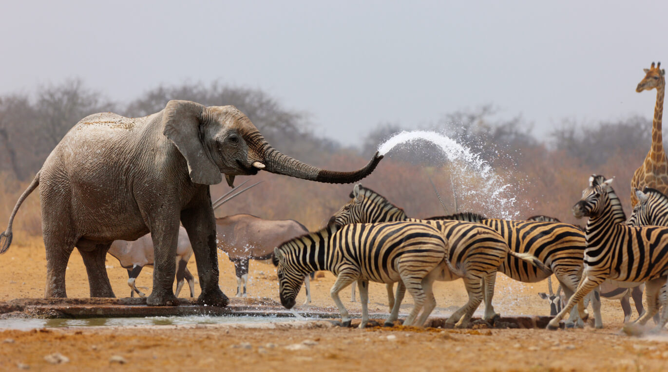 Parcul Național Etosha : Etosha