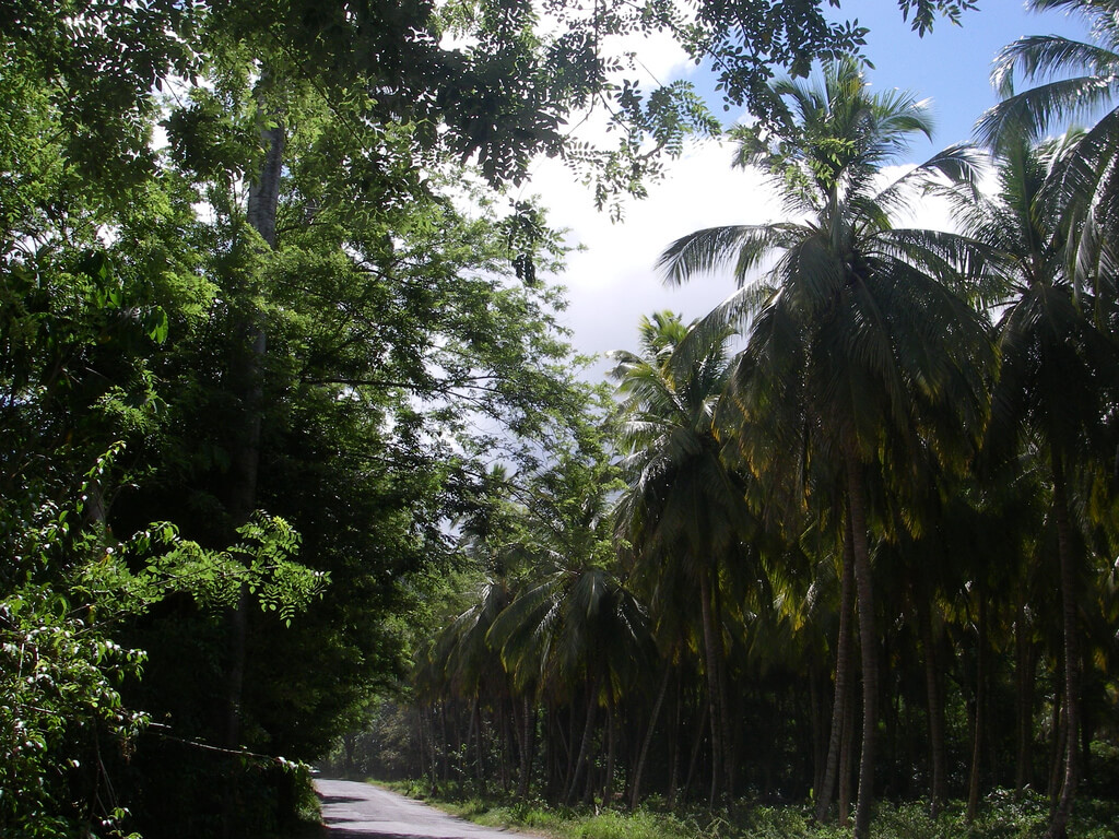 Saint-Joseph (Dominica) : 