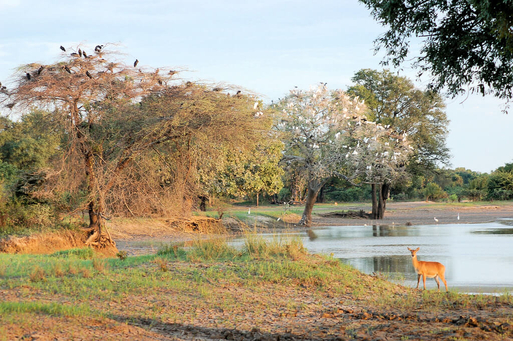 Parcul Național South Luangwa : Parcul Național South Luangwa :