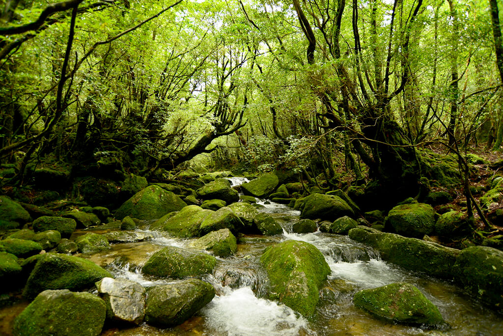 Yakushima : Yakushima :